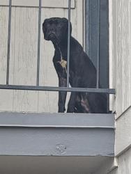 Shelter Stray Male Dog last seen GLEN RIDGE, San Antonio, TX 78227
