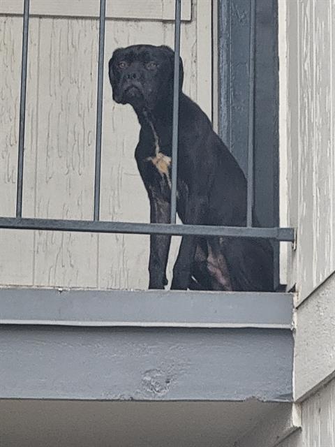 Shelter Stray Male Dog last seen GLEN RIDGE, San Antonio, TX 78227