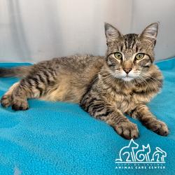 Shelter Stray Male Cat last seen TROPEA AISLE/SANTA YNEZ, 92606, Irvine, CA 92618