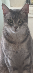 Lost Female Cat last seen Taber Drive near Bryant Street  which are across from Faith Academy School on Ziegler Blvd@ Tanner Williams Road , Mobile, AL 36608