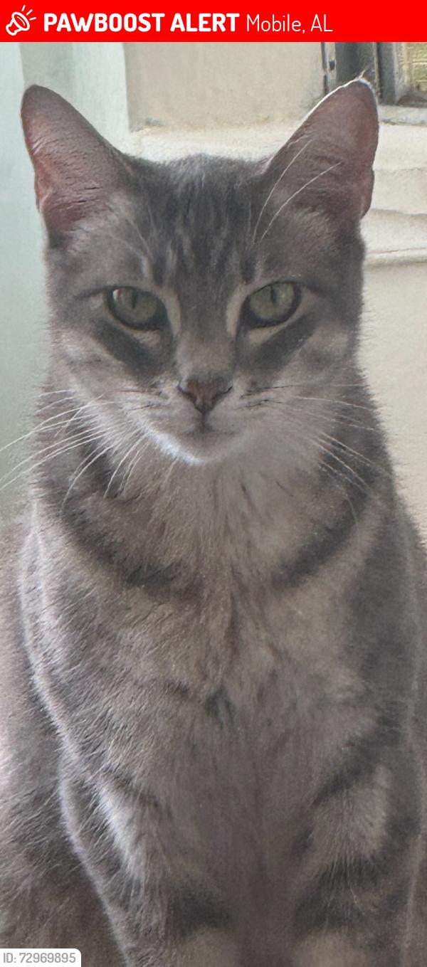 Lost Female Cat last seen Taber Drive near Bryant Street  which are across from Faith Academy School on Ziegler Blvd@ Tanner Williams Road , Mobile, AL 36608