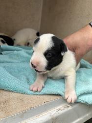 Shelter Stray Unknown Dog last seen Near BLOCK EVAN HALE RD OKC 73127, Oklahoma City, OK 73129