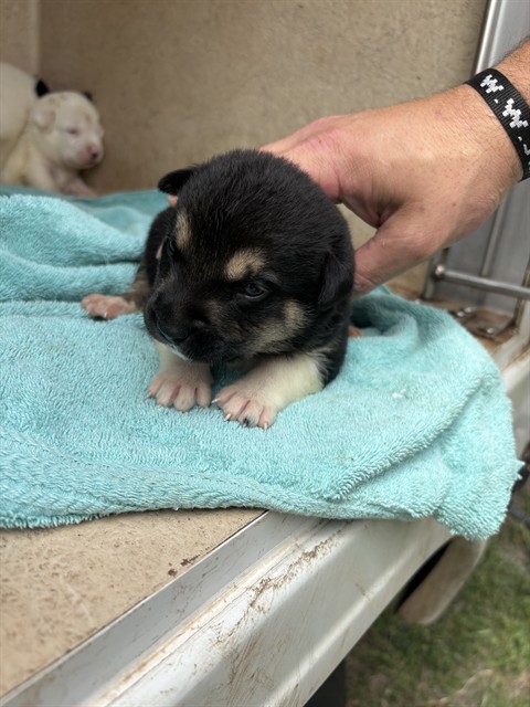 Shelter Stray Unknown Dog last seen Near BLOCK EVAN HALE RD OKC 73127, Oklahoma City, OK 73129