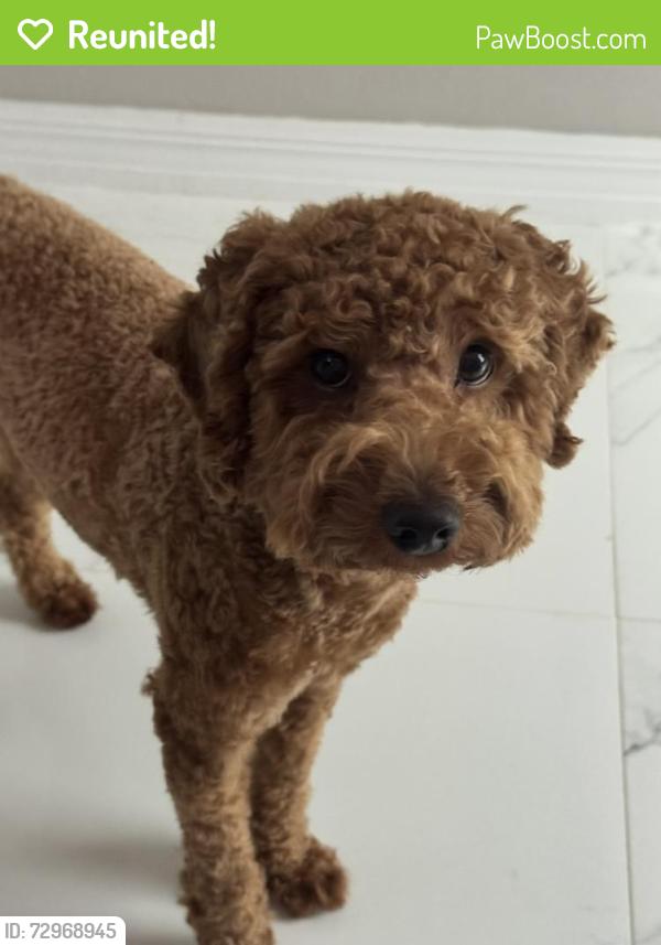 Reunited Male Dog last seen Cape Coral , Cape Coral, FL 33993