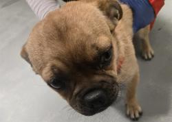 Shelter Stray Female Dog last seen SUNVIEW ST BAKERSFIELD, Bakersfield, CA 93307