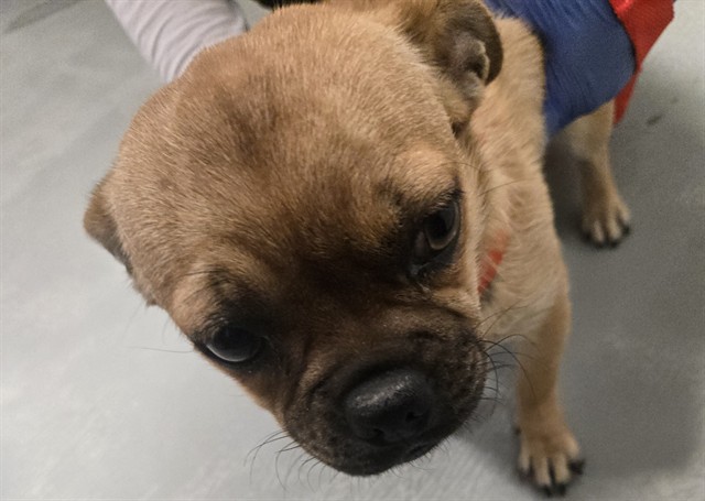 Shelter Stray Female Dog last seen SUNVIEW ST BAKERSFIELD, Bakersfield, CA 93307