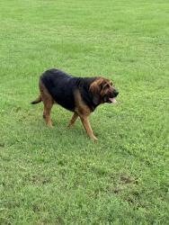 Found/Stray Unknown Dog last seen King Oaks neighborhood, Grimes County, TX 77861