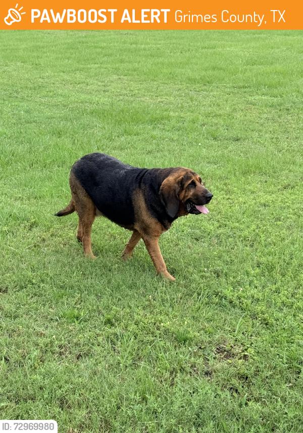 Found/Stray Unknown Dog last seen King Oaks neighborhood, Grimes County, TX 77861