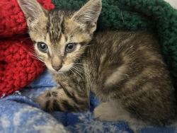 Shelter Stray Male Cat last seen Near BLOCK JOHNSON ST, PEMBROKE PINES FL 33029, Davie, FL 33312