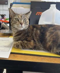Reunited Female Cat last seen Near Washington St. near Lamb Rd. Intersection, Woodstock, IL 60098