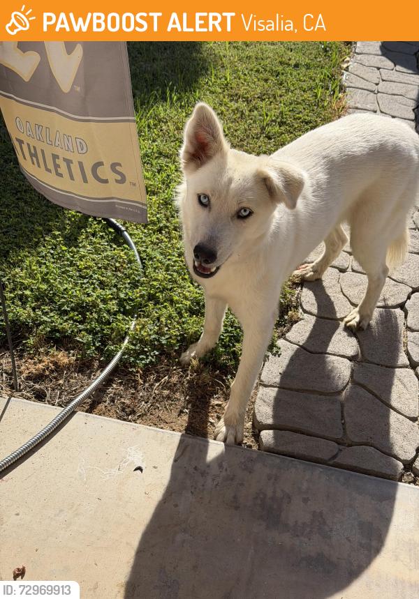 Found/Stray Female Dog last seen N. Manzanita & E. Vista, Visalia , Visalia, CA 93292