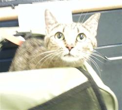 Shelter Stray Female Cat last seen Near BLOCK WESEL WAY, FORT LIBERTY NC 28307, 4704 Corporation Dr, Fayetteville, NC 28306, USA
