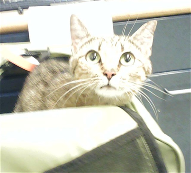 Shelter Stray Female Cat last seen Near BLOCK WESEL WAY, FORT LIBERTY NC 28307, 4704 Corporation Dr, Fayetteville, NC 28306, USA