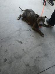 Shelter Stray Female Dog last seen , Los Angeles, CA 90047