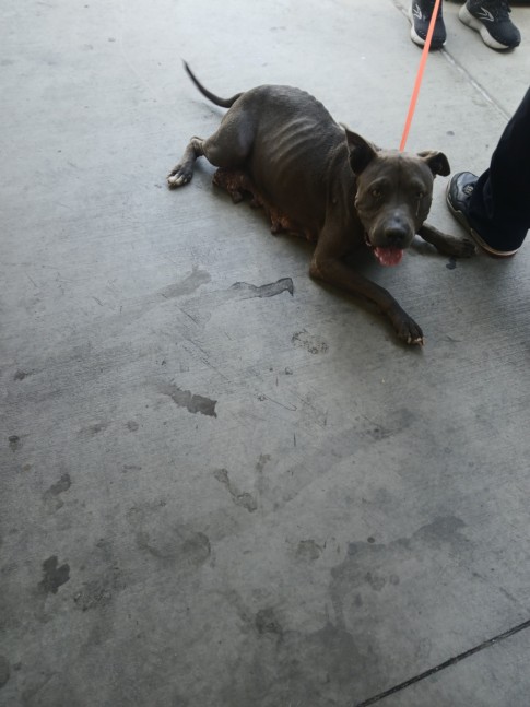 Shelter Stray Female Dog last seen , Los Angeles, CA 90047