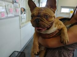 Shelter Stray Male Dog last seen , Los Angeles, CA 90047