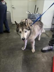 Shelter Stray Male Dog last seen , Los Angeles, CA 90047