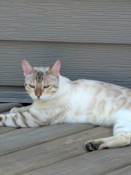 Reunited Unknown Cat last seen Hilltop ct , Champlin, MN 55316