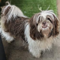 Found/Stray Female Dog last seen YES Prep White Oak, Houston, TX 77091