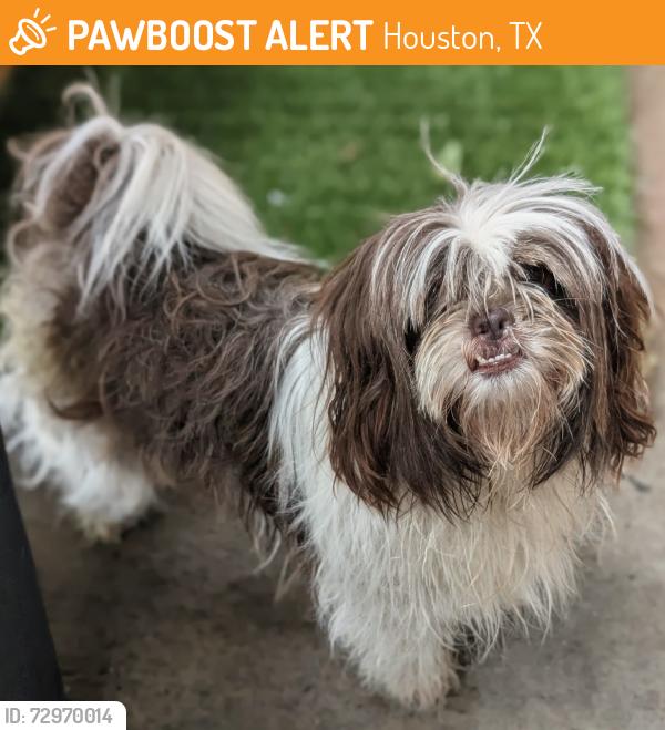 Found/Stray Female Dog last seen YES Prep White Oak, Houston, TX 77091