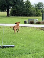 Found/Stray Unknown Dog last seen King Oaks neighborhood, Grimes County, TX 77861