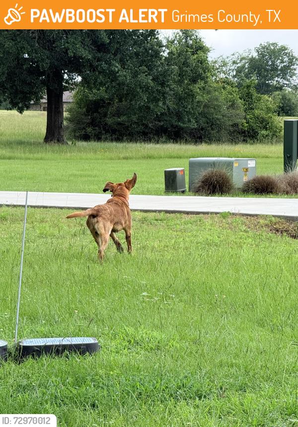 Found/Stray Unknown Dog last seen King Oaks neighborhood, Grimes County, TX 77861