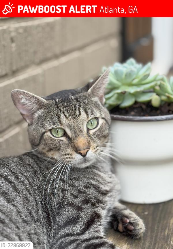 Lost Male Cat last seen McPherson & East Side (East Atlanta Village), Atlanta, GA 30316