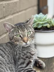 Lost Male Cat last seen McPherson & East Side (East Atlanta Village), Atlanta, GA 30316