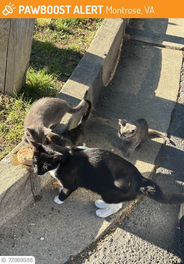 Surrendered Female Cat last seen Millers lane and millers court, Montrose, VA 23231