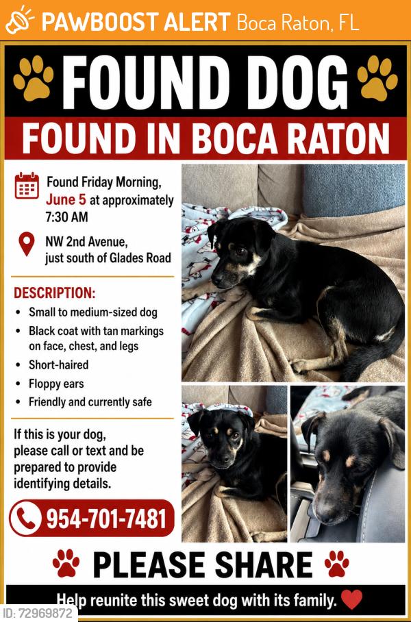 Found/Stray Male Dog last seen NW 2nd Ave , just south of Glades Road , Boca Raton, FL 33486