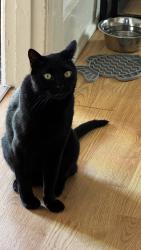 Lost Male Cat last seen Peebles at Kelly, Pittsburgh, PA 15221