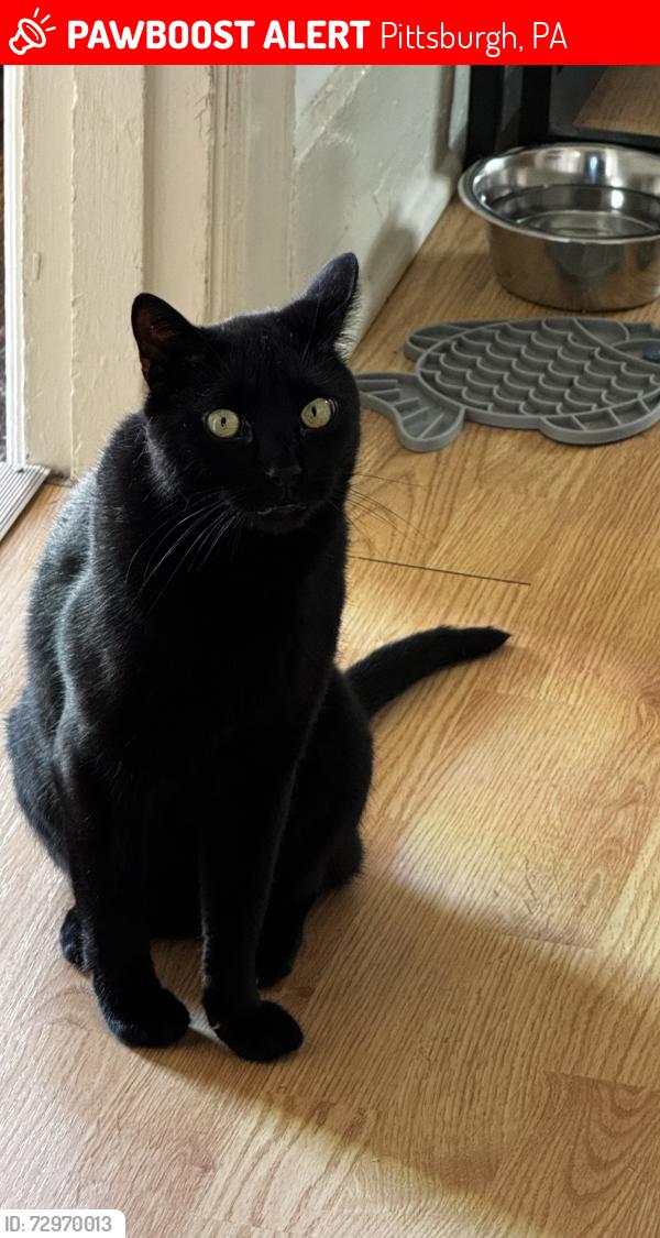 Lost Male Cat last seen Peebles at Kelly, Pittsburgh, PA 15221
