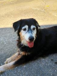 Found/Stray Female Dog last seen Sherman Ave McNeil, Norwood, OH 45212