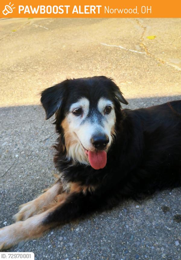 Found/Stray Female Dog last seen Sherman Ave McNeil, Norwood, OH 45212