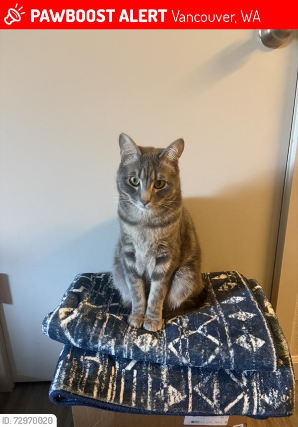 Lost Male Cat last seen Alderbook apmts, Vancouver, WA 98665