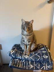 Lost Male Cat last seen Alderbook apmts, Vancouver, WA 98665