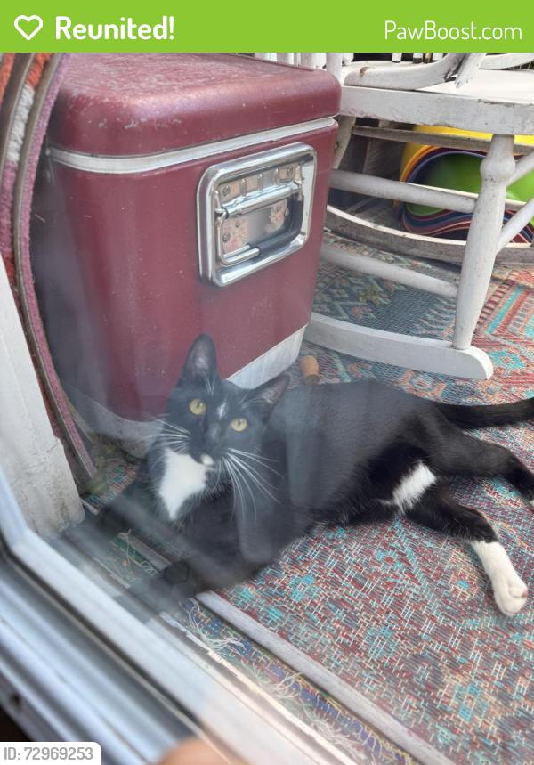 Reunited Female Cat last seen 25th St near Noe, San Francisco, CA 94114