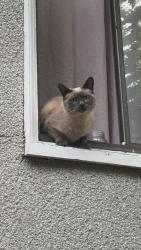 Lost Female Cat last seen Duchess & Fort, Victoria, BC V8R 4W1