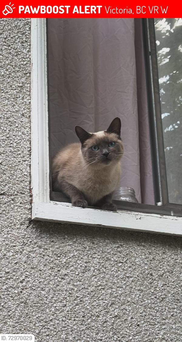 Lost Female Cat last seen Duchess & Fort, Victoria, BC V8R 4W1