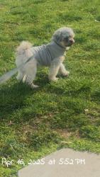 Lost Male Dog last seen 46th millerville, Indianapolis, IN 46205