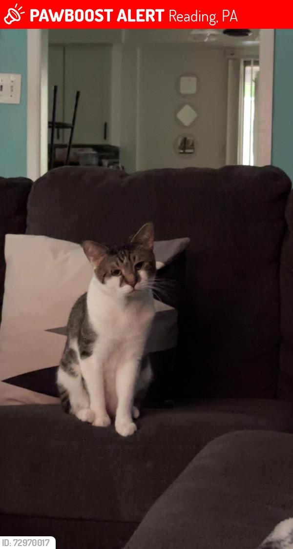 Lost Male Cat last seen Near Fox Run Mountain Park Neighborhood , Reading, PA 19606