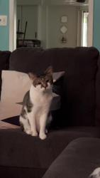 Lost Male Cat last seen Near Fox Run Mountain Park Neighborhood , Reading, PA 19606