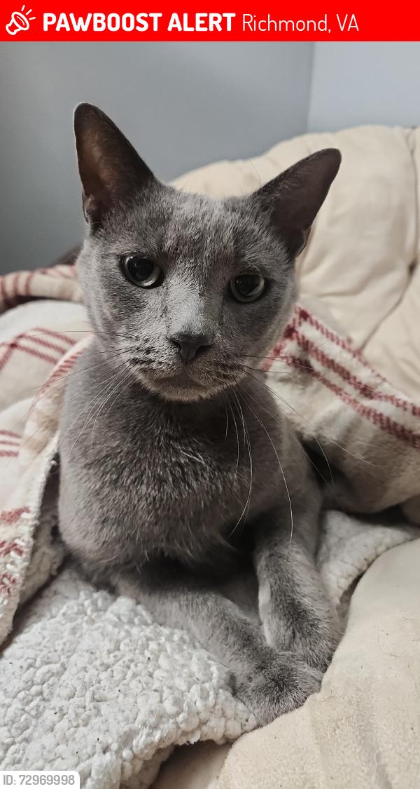 Lost Male Cat last seen West Clay St and North Henry St, Richmond, VA 23220