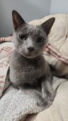 Reunited Male Cat last seen West Clay St and North Henry St, Richmond, VA 23220