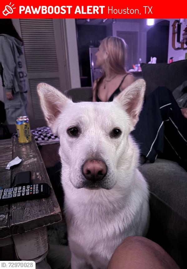 Lost Male Dog last seen McGowan and Austin , Houston, TX 77004