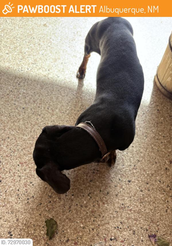 Found/Stray Male Dog last seen Eagle eye 6612, Albuquerque, NM 87120