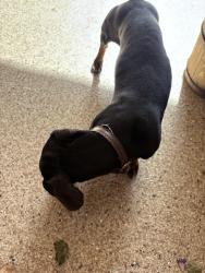 Found/Stray Male Dog last seen Eagle eye 6612, Albuquerque, NM 87120