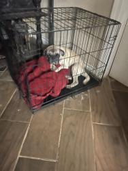Reunited Male Dog last seen Creath and Wallhalla, San Antonio, TX 78221