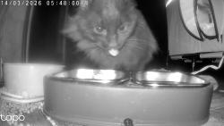 Lost Male Cat last seen Highway 27 and Bayport Ave., Sparta, WI 54656