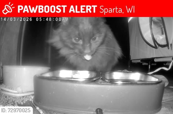 Lost Male Cat last seen Highway 27 and Bayport Ave., Sparta, WI 54656